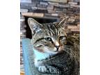 Adopt Orphan Annie a Gray, Blue or Silver Tabby Domestic Shorthair (short coat)
