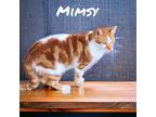 Adopt Mimsy a Domestic Shorthair / Mixed (short coat) cat in Nashville