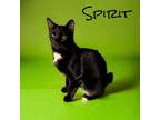 Adopt Spirit a Domestic Shorthair / Mixed (short coat) cat in Nashville