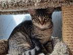 Adopt Mushroom a Brown Tabby American Shorthair (short coat) cat in Lakeland