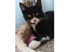 Adopt Shiitake a Black & White or Tuxedo American Shorthair (short coat) cat in
