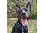 Adopt Blue a Black - with White Pit Bull Terrier / Cattle Dog / Mixed dog in