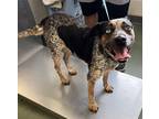 Adopt Bella a Black Australian Cattle Dog / Catahoula Leopard Dog / Mixed (short