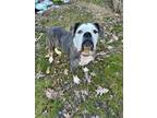 Adopt Ace a Brindle - with White Boxer / Mixed dog in Westminster, MD (40938375)