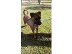 Adopt Liza a Brindle Mountain Cur / Plott Hound dog in Opelousas, LA (40938264)