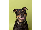 Adopt Barrack a Black Rottweiler / Mixed Breed (Medium) / Mixed (short coat) dog