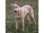 Adopt Blossom a Tan/Yellow/Fawn Weimaraner / Carolina Dog / Mixed (short coat)