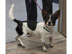 Adopt Rocco a Black - with White Corgi / Mixed dog in White Settlement