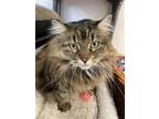Adopt Mesa (Independent Tabby Senior) - $25 a Brown Tabby Domestic Longhair /