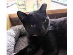 Adopt Truffle a Domestic Shorthair / Mixed cat in Camden, SC (40937400)