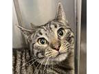 Adopt Sphinx a Gray, Blue or Silver Tabby Tabby (short coat) cat in Sheridan