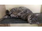 Adopt Calliope a Gray or Blue Tabby (short coat) cat in Prescott, AZ (40824748)