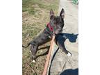 Adopt Smokey a Black American Pit Bull Terrier / Mixed Breed (Medium) / Mixed