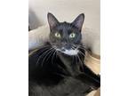 Adopt Paisley (Sassy and Playful) - $70 a Black & White or Tuxedo Domestic