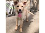 Adopt Brooke a Brindle Labrador Retriever / Mixed Breed (Medium) / Mixed (short