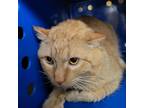 Adopt Morris a Orange or Red Tabby Tabby (short coat) cat in Sheridan