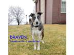 Adopt DRAVEN a Brindle - with White Catahoula Leopard Dog / Mixed dog in Jerome