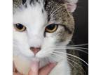 Adopt Mystic a Gray, Blue or Silver Tabby Domestic Shorthair (short coat) cat in