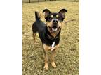 Adopt Molly a Black Mixed Breed (Small) / Mixed Breed (Medium) / Mixed (short