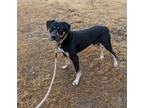 Adopt BJ a Black - with Tan, Yellow or Fawn Rottweiler / Mixed dog in Sheridan