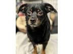 Adopt Cash a Black Beagle / Terrier (Unknown Type, Medium) / Mixed (short coat)