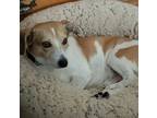 Adopt Benjamin a White - with Tan, Yellow or Fawn Beagle / Mixed dog in West
