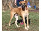 Adopt Buddy (Neutered) a Tan/Yellow/Fawn Great Dane / Mixed dog in Marietta