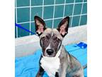 Adopt Puppy Piper a Gray/Silver/Salt & Pepper - with White Pit Bull Terrier /