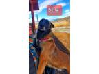 Adopt Bella a Red/Golden/Orange/Chestnut - with Black Belgian Malinois / Mixed