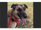 Adopt Kona a Tan/Yellow/Fawn Anatolian Shepherd / Mixed dog in Los Angeles