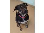 Adopt Lilo a Black Mixed Breed (Small) / Mixed Breed (Medium) / Mixed (short