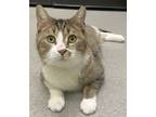 Adopt Leo a Domestic Shorthair / Mixed (short coat) cat in Dickson