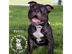Adopt Wonder a Brown/Chocolate - with White Pit Bull Terrier / Mixed dog in