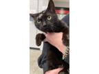 Adopt Lollipop a All Black Domestic Shorthair / Mixed Breed (Medium) / Mixed