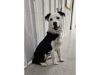 Adopt Oakley a White Border Collie / Mixed Breed (Medium) / Mixed (medium coat)
