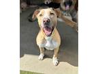 Adopt Lenny a White - with Black Labrador Retriever / Mixed Breed (Medium) /