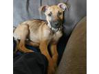 Adopt Charlie a Brown/Chocolate - with Black American Staffordshire Terrier /