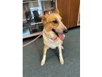 Adopt AT1 Athena a Australian Cattle Dog / Mixed dog in Wharton, TX (40916440)
