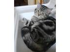 Adopt Ninja a Spotted Tabby/Leopard Spotted Egyptian Mau (short coat) cat in