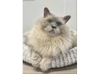 Adopt Sam a Siamese / Mixed (long coat) cat in Pittsboro, NC (40934530)