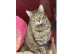 Adopt Jazz a Spotted Tabby/Leopard Spotted Domestic Shorthair / Mixed cat in