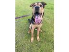 Adopt Melanie a Tan/Yellow/Fawn - with Black German Shepherd Dog / Shar Pei dog