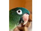 Adopt Simone a Conure bird in St. Louis, MO (40934317)
