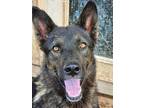 Adopt Blitz a Black German Shepherd Dog / Mixed Breed (Medium) dog in Crosbyton