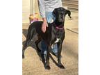 Adopt Sarah a Black - with White Great Dane / Mixed dog in Luttrell