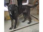 Adopt Hodgkins a Brindle German Shepherd Dog / Mixed dog in Poland