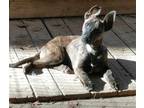 Adopt Firefly a Brindle German Shepherd Dog / Mixed dog in Poland, IN (40809693)