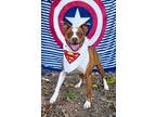 Adopt Earl a Boxer dog in Toney, AL (40241694)