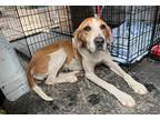 Adopt TT a Treeing Walker Coonhound / Mixed Breed (Medium) / Mixed dog in