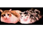 Adopt HENRY and TRUFFLES a Domestic Shorthair / Mixed (short coat) cat in Pena